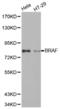 B-Raf Proto-Oncogene, Serine/Threonine Kinase antibody, abx002172, Abbexa, Western Blot image 