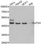 Fumarylacetoacetate Hydrolase antibody, STJ28669, St John