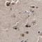 THO Complex 1 antibody, NBP1-89669, Novus Biologicals, Immunohistochemistry paraffin image 