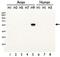 Influenza A Virus Hemagglutinin  antibody, PA5-34926, Invitrogen Antibodies, Western Blot image 