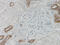 Defensin Beta 1 antibody, 38-111, ProSci, Immunohistochemistry frozen image 