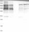 ATX2 antibody, NBP1-90062, Novus Biologicals, Western Blot image 