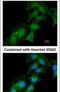 ATPase H+ Transporting Accessory Protein 2 antibody, PA5-29932, Invitrogen Antibodies, Immunofluorescence image 