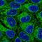 ORMDL Sphingolipid Biosynthesis Regulator 1 antibody, HPA065643, Atlas Antibodies, Immunofluorescence image 