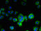 Glutamic-Oxaloacetic Transaminase 2 antibody, LS-B12254, Lifespan Biosciences, Immunofluorescence image 