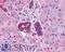 Vasoactive Intestinal Peptide Receptor 2 antibody, LS-A1305, Lifespan Biosciences, Immunohistochemistry frozen image 