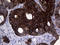 Keratin 16 antibody, LS-C791591, Lifespan Biosciences, Immunohistochemistry paraffin image 