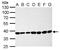 Cyclin Dependent Kinase 7 antibody, PA5-34791, Invitrogen Antibodies, Western Blot image 