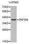 Zinc Finger Protein 346 antibody, LS-C332541, Lifespan Biosciences, Western Blot image 