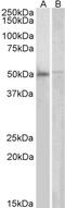 Docking Protein 3 antibody, PA5-17975, Invitrogen Antibodies, Western Blot image 