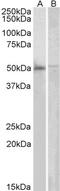 Docking Protein 3 antibody, PA5-17975, Invitrogen Antibodies, Western Blot image 