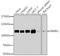 Protein Phosphatase 4 Regulatory Subunit 3A antibody, A8500, ABclonal Technology, Western Blot image 