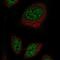 Ret Finger Protein Like 2 antibody, PA5-65510, Invitrogen Antibodies, Immunofluorescence image 