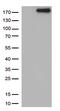 NPHS1 Adhesion Molecule, Nephrin antibody, TA813415, Origene, Western Blot image 