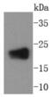 pan Rho antibody, NBP2-67646, Novus Biologicals, Western Blot image 