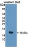 Interleukin 16 antibody, LS-C372438, Lifespan Biosciences, Western Blot image 