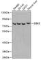 Inhibitor Of Nuclear Factor Kappa B Kinase Subunit Epsilon antibody, 13-103, ProSci, Western Blot image 