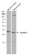 Apolipoprotein B MRNA Editing Enzyme Catalytic Subunit 2 antibody, GTX130521, GeneTex, Western Blot image 