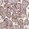 Sterile Alpha Motif Domain Containing 4A antibody, NBP2-13279, Novus Biologicals, Immunohistochemistry paraffin image 
