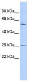 Tripartite Motif Containing 62 antibody, TA345244, Origene, Western Blot image 