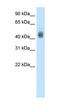 SRY-Box 3 antibody, orb330002, Biorbyt, Western Blot image 