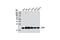 Tumor Protein, Translationally-Controlled 1 antibody, 5128S, Cell Signaling Technology, Western Blot image 