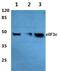 Eukaryotic Translation Initiation Factor 3 Subunit F antibody, PA5-75414, Invitrogen Antibodies, Western Blot image 