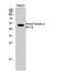 Tubulin alpha-1A chain antibody, STJ90160, St John