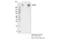 ATP Binding Cassette Subfamily A Member 1 antibody, 96292S, Cell Signaling Technology, Immunoprecipitation image 