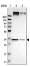 UBA Domain Containing 2 antibody, PA5-53063, Invitrogen Antibodies, Western Blot image 