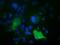 Rho GTPase-activating protein 25 antibody, GTX84867, GeneTex, Immunocytochemistry image 