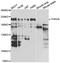 THADA Armadillo Repeat Containing antibody, abx005383, Abbexa, Western Blot image 
