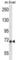 Inhibitor Of Nuclear Factor Kappa B Kinase Subunit Epsilon antibody, abx027940, Abbexa, Western Blot image 