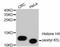 Histone Cluster 4 H4 antibody, abx125005, Abbexa, Western Blot image 