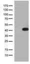 Hes Related Family BHLH Transcription Factor With YRPW Motif Like antibody, LS-C796370, Lifespan Biosciences, Western Blot image 