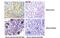 Progestagen Associated Endometrial Protein antibody, MA5-24693, Invitrogen Antibodies, Immunohistochemistry frozen image 