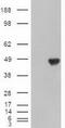 Carboxypeptidase A1 antibody, GTX84667, GeneTex, Western Blot image 