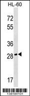 Cell Growth Regulator With EF-Hand Domain 1 antibody, 59-552, ProSci, Western Blot image 