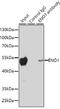 Enolase 1 antibody, GTX55604, GeneTex, Immunoprecipitation image 
