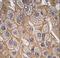 SH3 Domain Containing GRB2 Like, Endophilin B1 antibody, LS-C101109, Lifespan Biosciences, Immunohistochemistry frozen image 
