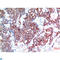 Beclin 1 antibody, LS-C813669, Lifespan Biosciences, Immunohistochemistry paraffin image 