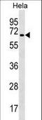 TRAF3 Interacting Protein 2 antibody, LS-C157253, Lifespan Biosciences, Western Blot image 