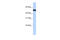 Zinc Finger Protein 486 antibody, 30-748, ProSci, Western Blot image 