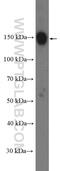 BCL2 Associated Transcription Factor 1 antibody, 26809-1-AP, Proteintech Group, Western Blot image 