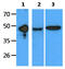 Ectodysplasin A Receptor antibody, AM50358PU-N, Origene, Western Blot image 