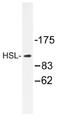 Lipase E, Hormone Sensitive Type antibody, AP01276PU-N, Origene, Western Blot image 
