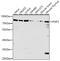 PC4 And SFRS1 Interacting Protein 1 antibody, 23-617, ProSci, Western Blot image 