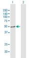 Rho Guanine Nucleotide Exchange Factor 10 antibody, H00009639-B01P, Novus Biologicals, Western Blot image 