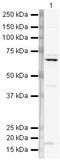 Heterogeneous nuclear ribonucleoprotein L antibody, PA5-19599, Invitrogen Antibodies, Western Blot image 