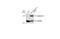 Syndecan Binding Protein antibody, NBP1-33661, Novus Biologicals, Western Blot image 
